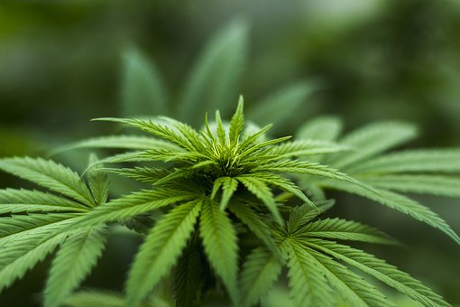 herb, cannabis, wiet, marijuana