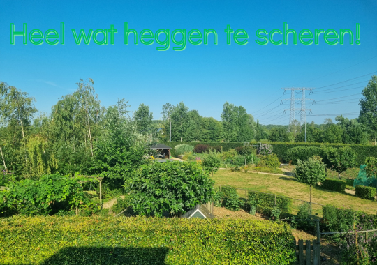 Heggen scheren is een hele klus